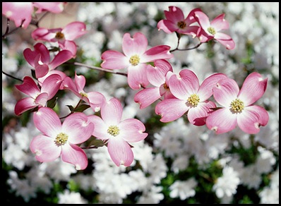 dogwoods7