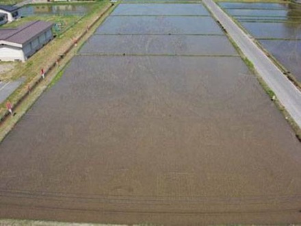Japan Rice Fields (3)