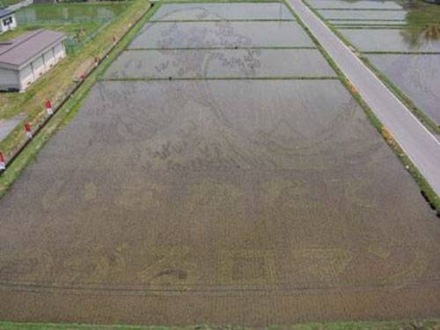 Japan Rice Fields (4)