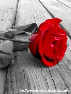 [Red_Rose[3].jpg]