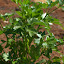 Shooting to seed