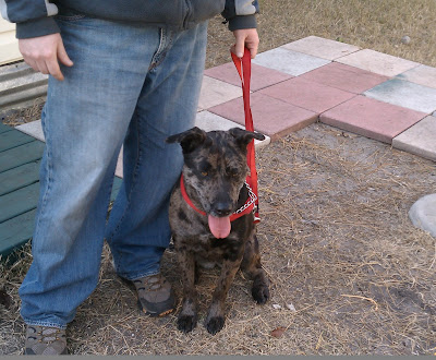 Catahoula Leopard Dog