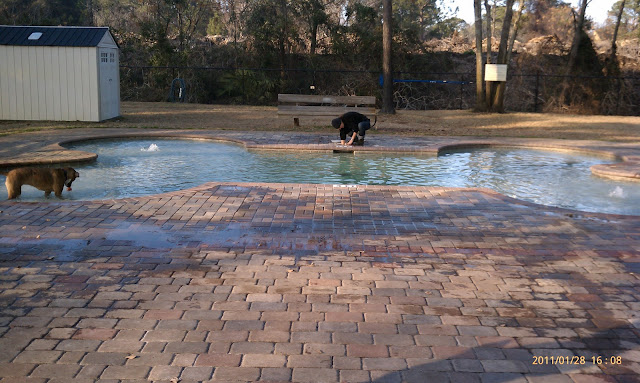 Dog Park Pool