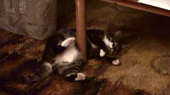 [katze[18].jpg]
