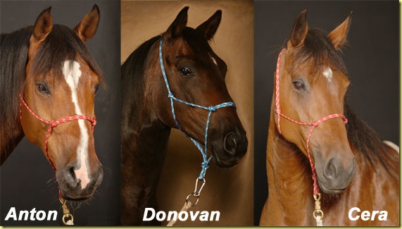 Pferdekopfe Pferdekopfe