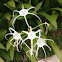 Spider lily