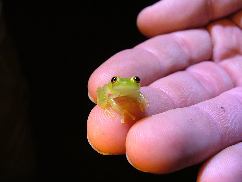 Little glass frog. ^_^ Glass frog, Cute frogs, Frog