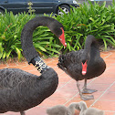 Black Swan