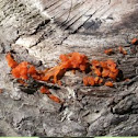 Orange Jelly Fungus