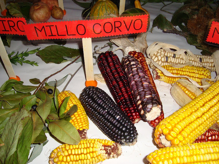 Millo corvo