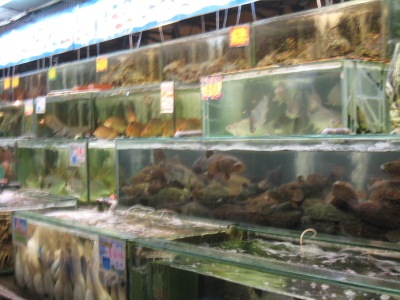 Tanks of Seafood