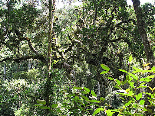 Foresta Madagascar