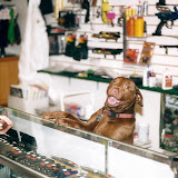 Beka the "Shop Dog" Beka the "Shop Dog"