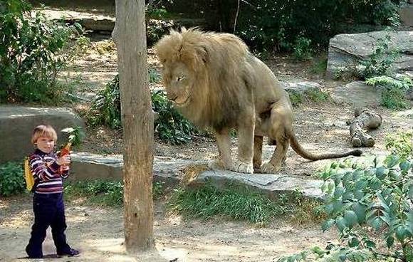 child lion.jpg