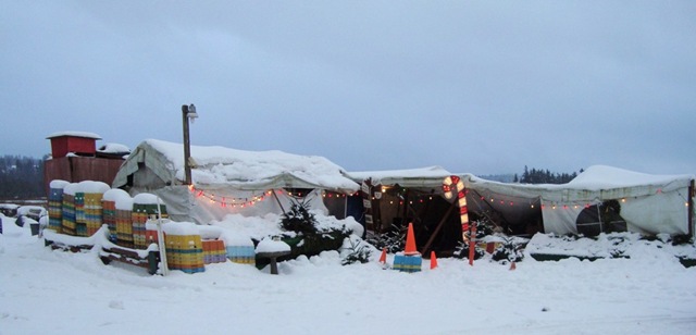 [a-weary xmas[4].jpg]