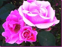 flor rosas