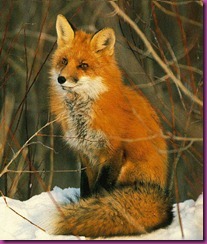 fox2