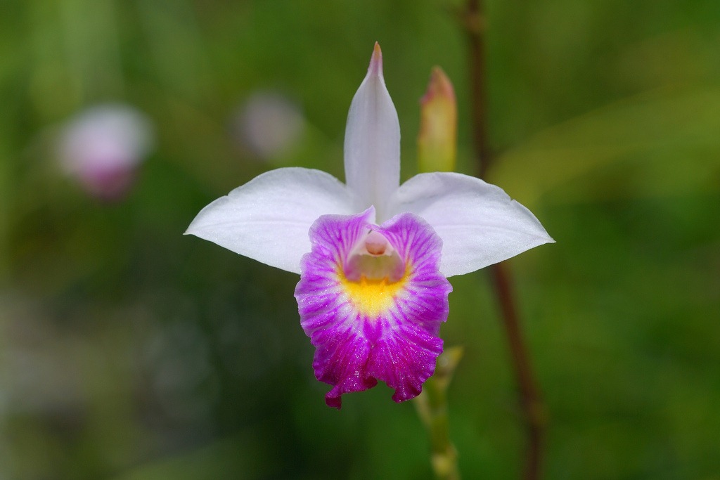 [orquidea[2].jpg]