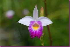 orquidea