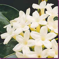 jazm&iacute;n blanco