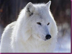 lobo blanco