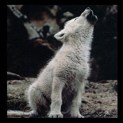 [lobo cachorro[2].jpg]