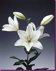 lilium
