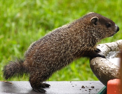 [marmota[3].jpg]