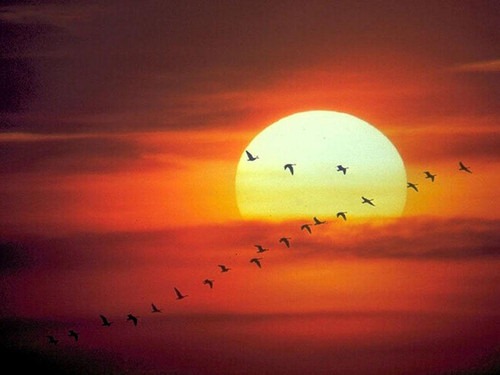 [Ocaso_Pajaros[2].jpg]