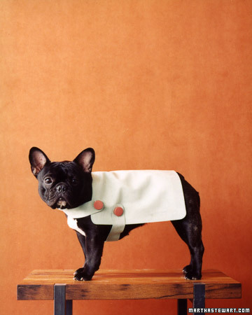 This ultrasuede dog coat is so tailored and modern. (marthastewart.com)