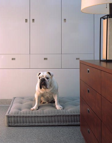 This is such a smart looking dog bed. (Martha Stewart Living)