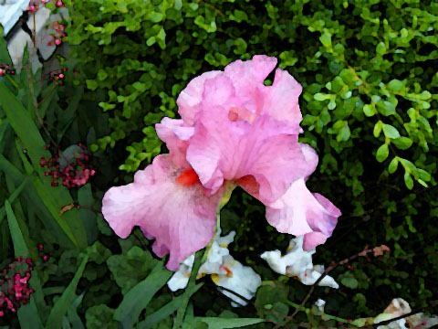 [carol iris watercolor[3].jpg]