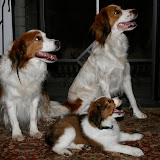 The triumvirate: Bianca, Hamlet, and Yorick.