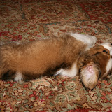 Yorick, 9 weeks
