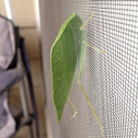 Green Leaf-Like Bug