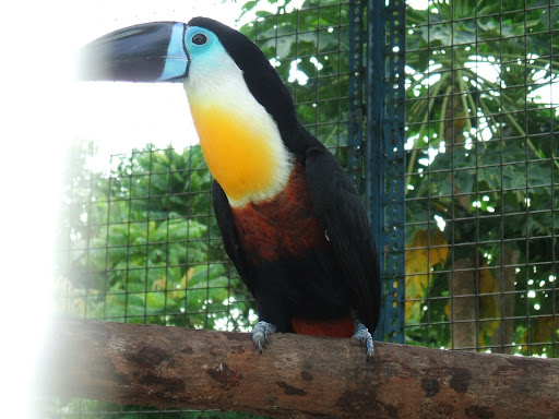 toucan color page
