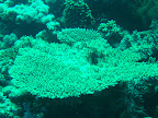 PICT0223.JPG