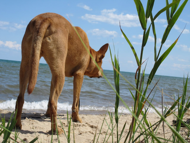 Scooby looking out on lake huron in Oscoda