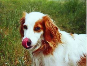 Tibetterrier - Cocker Spaniel Mix David beschwichtigt die gr�ne Wiese