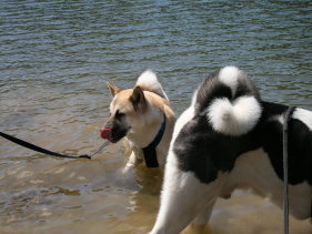 American Akita H�ndin Enshi beschwichtigt den nassen Hennesee