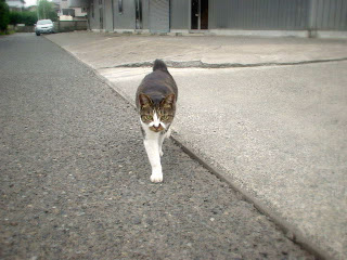 近所の子猫・まるチャン