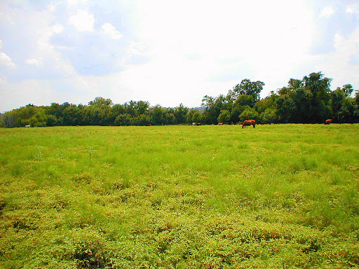replacement glass kubota tractor