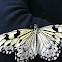 Rice Paper Butterfly