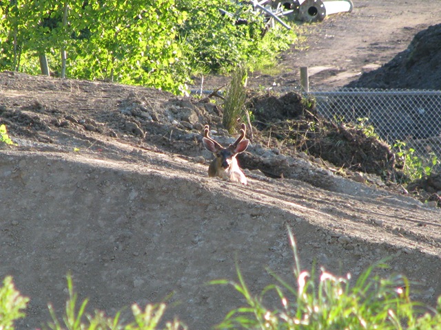 [deer in park 264[3].jpg]