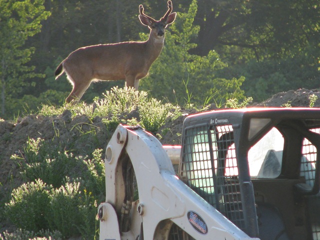 [deer in park 321[2].jpg]