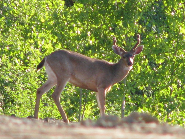 [deer in park 208[3].jpg]