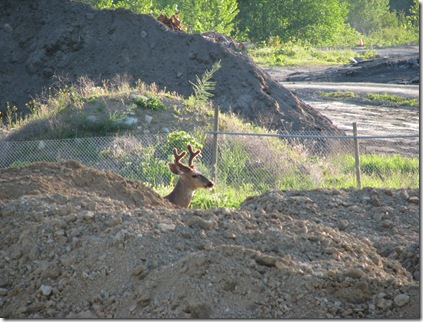 deer in park 274