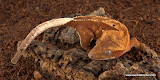 Reddish 90+ pin
Female  22 grams
Price: SOLD