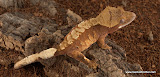orange/red fire
female? 16 grams
Price $200.00