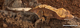 rusty red fire
female? 17 grams
Price SOLD